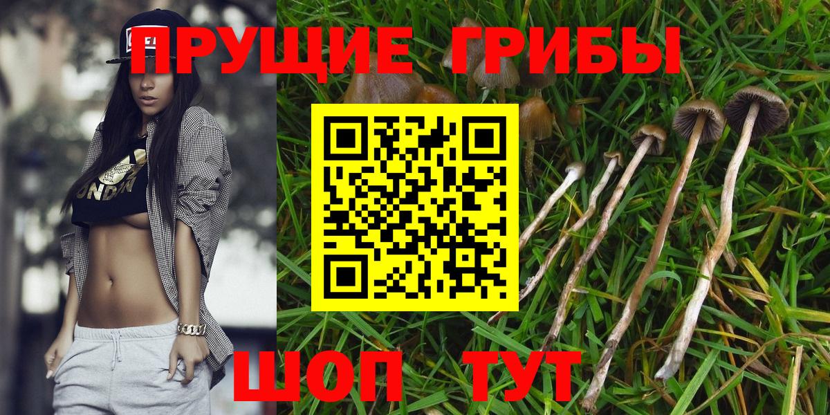 Галлюциногенные грибы Psilocybine cubensis Пермь